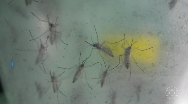 Mosquito da dengue (Foto: Reprodução/TV Globo)