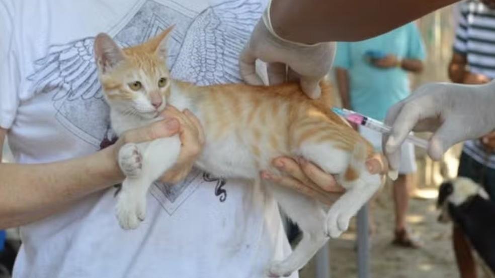 Vacinação antirrábica em Teresina