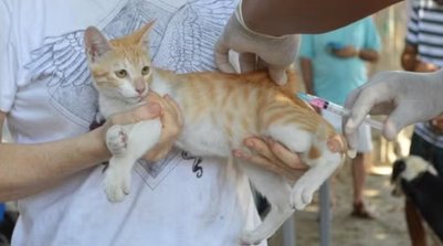 Vacinação antirrábica em Teresina (Foto: Fundação Municipal de Saúde - FMS)