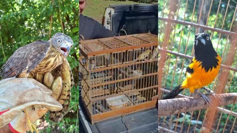 29 aves silvestres são devolvidas à natureza após resgate e reabilitação no PI
