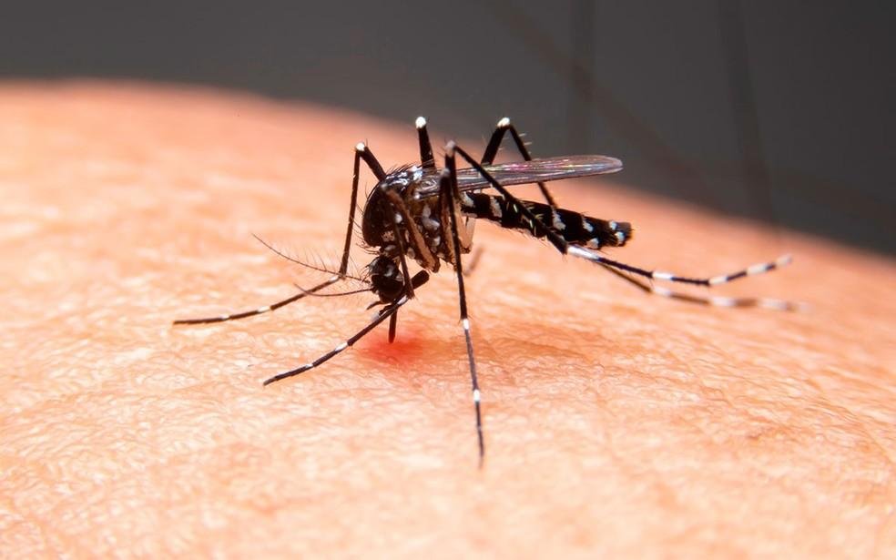 Aedes aegypti, mosquito transmissor da dengue
