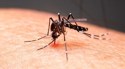 Aedes aegypti, mosquito transmissor da dengue (Foto: g1)