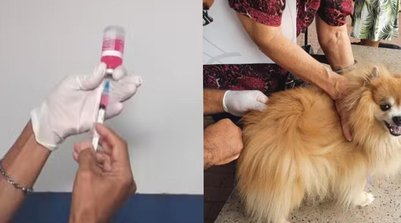 Vacinação contra raiva continua disponível em Teresina após campanha imunizar mais de 125 mil animais (Foto: Reprodução)