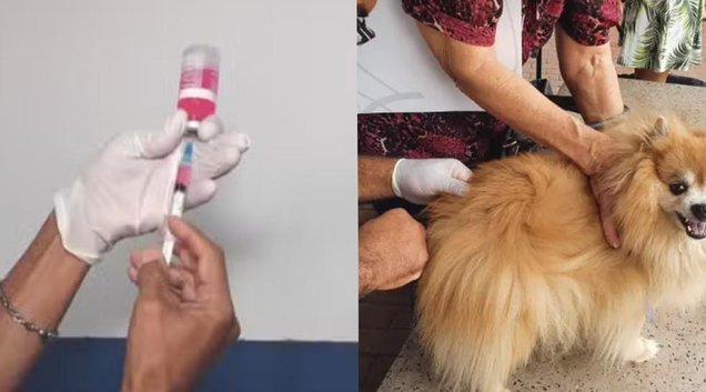 Vacinação contra raiva continua disponível em Teresina após campanha imunizar mais de 125 mil animais (Foto: Reprodução)