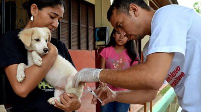 Vacinação de cachorros (Foto: Reprodução)