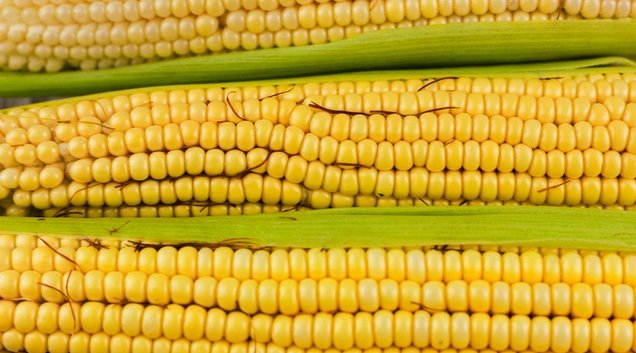 Segundo a nutricionista e coordenadora do curso de nutrição (Foto: Reprodução)