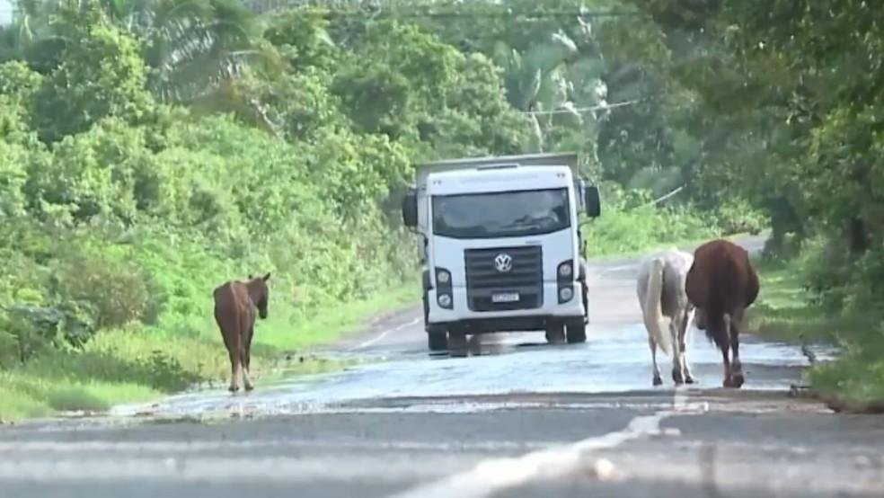 Animais soltos na pista