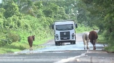 Animais soltos na pista (Foto: TV Clube)