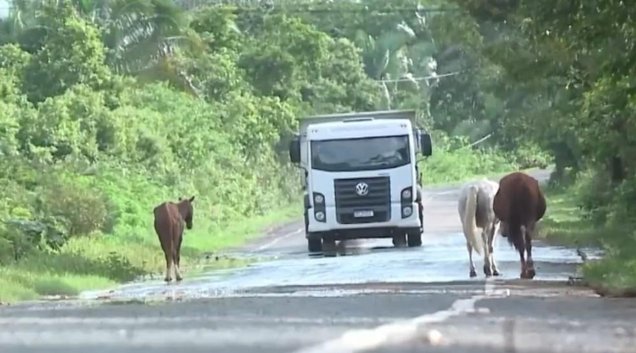 Animais soltos na pista (Foto: TV Clube)