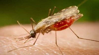 Estudo foi publicado na revista científica Nature (Foto: © PORTAL BIOLOGIA/DIVULGAÇÃO)