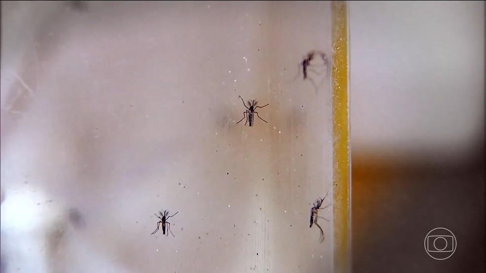 Mosquito da dengue