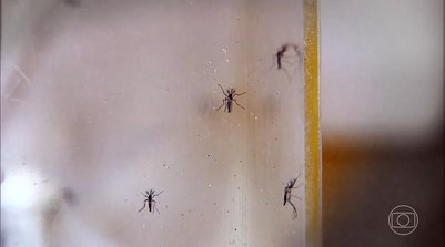 Mosquito da dengue (Foto: Reprodução/TV Globo)