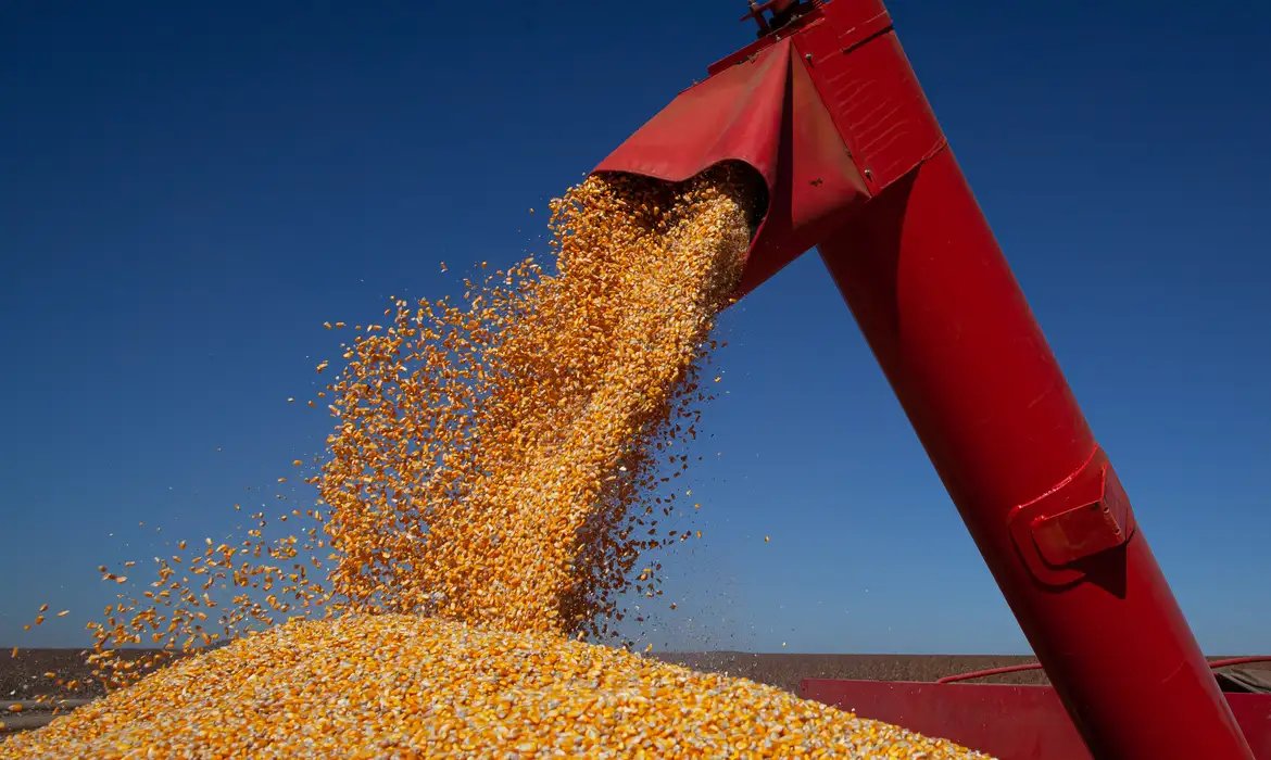 Volume é 0,4% maior do que a safra do ano passado