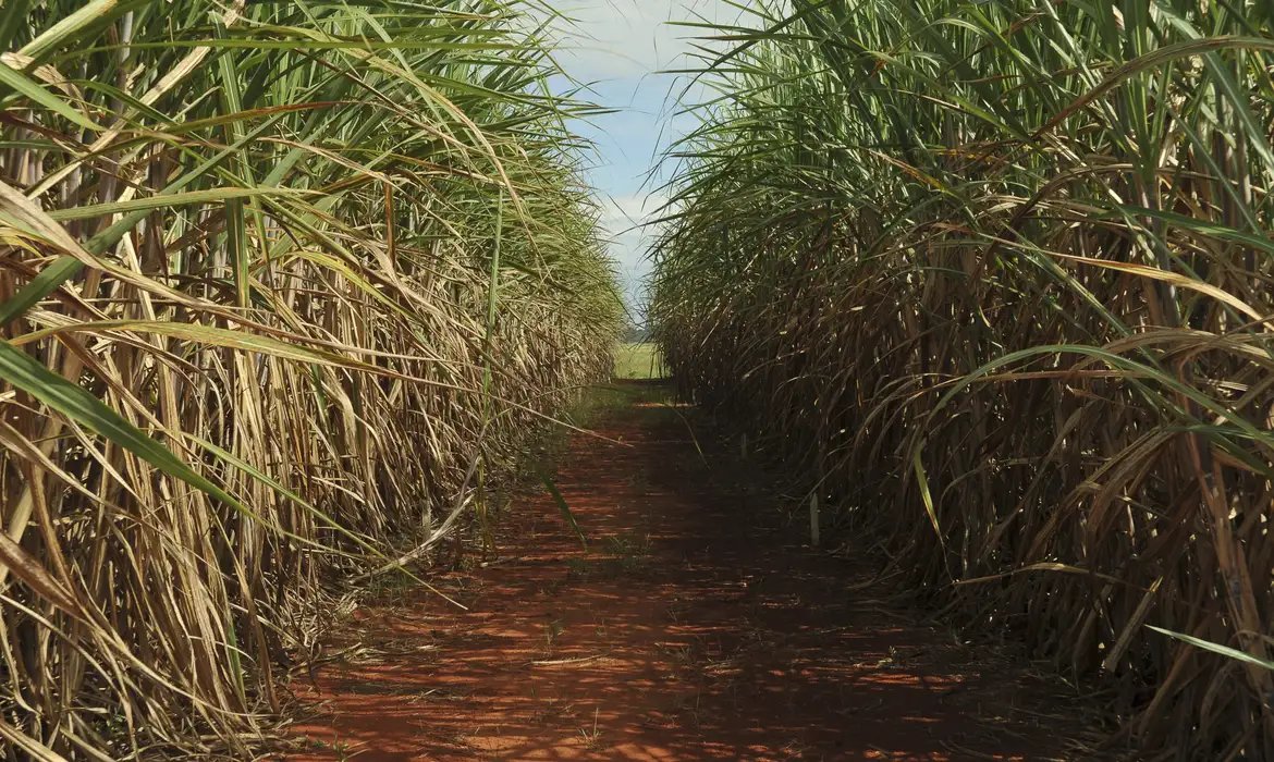 Estimativa indica produção de 705,2 milhões de toneladas, diz Conab