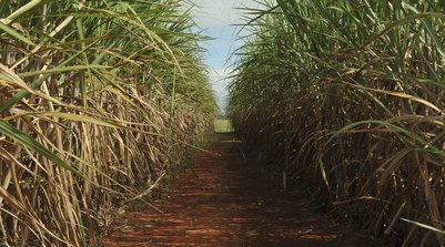 Estimativa indica produção de 705,2 milhões de toneladas, diz Conab (Foto: Arquivo/Elza Fiúza/ABr)