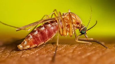 Segundo infectologista, menos de 1% dos casos evolui para forma grave (Foto: MS/Divulgação)