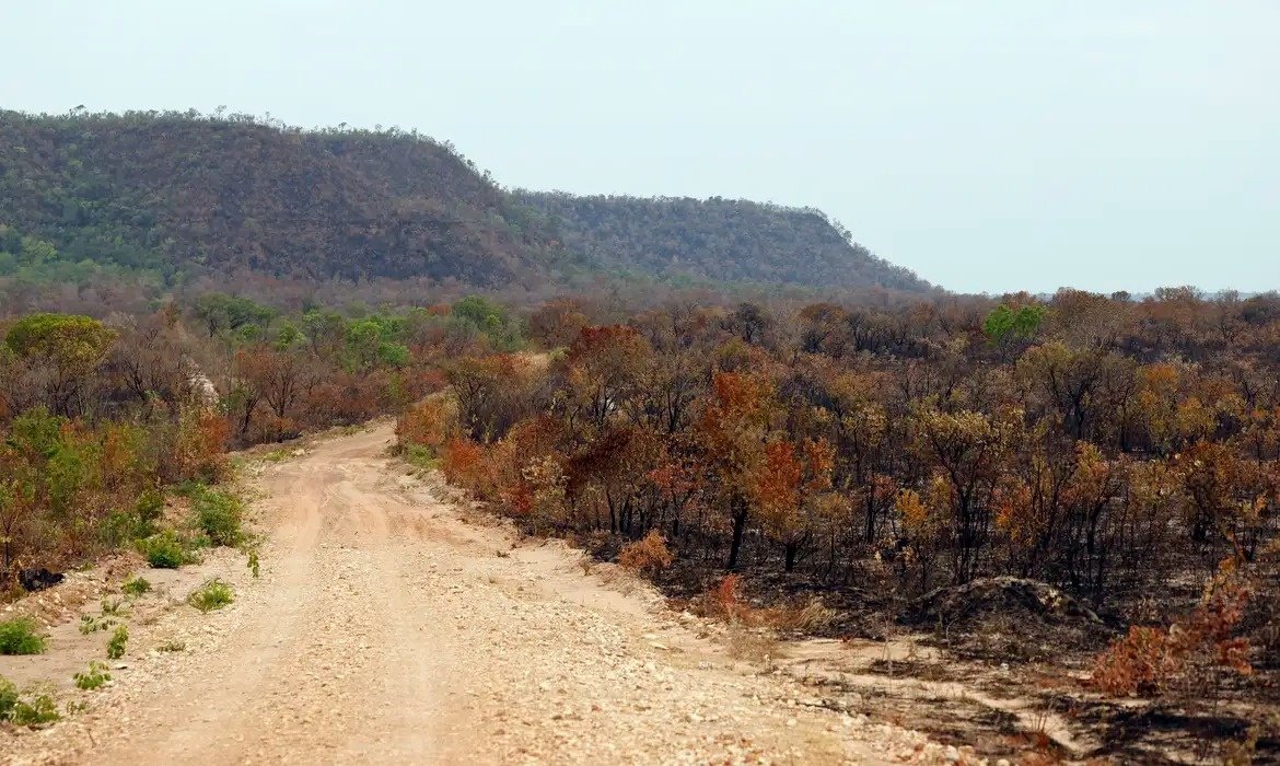 Vegetação nativa