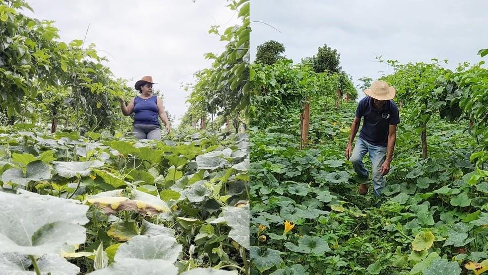 Agricultura familiar é fonte de renda para muitas famílias