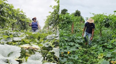 Agricultura familiar é fonte de renda para muitas famílias (Foto: Amazônia Agro/Reprodução)