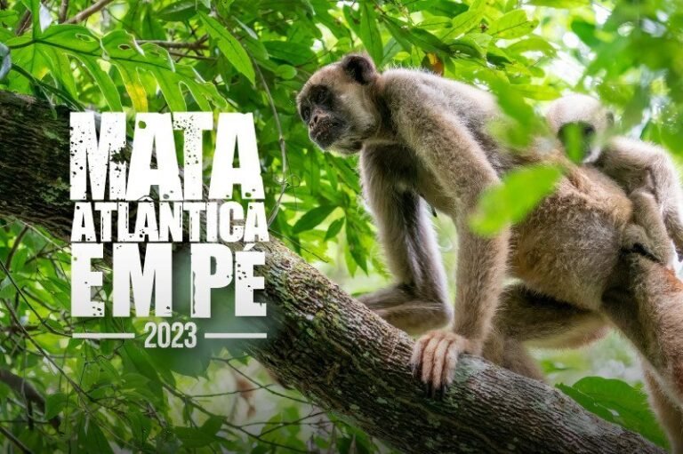 Operação Mata Atlântica em Pé é lançada em 17 estados e visa combater desmatamento e recuperar áreas degradadas