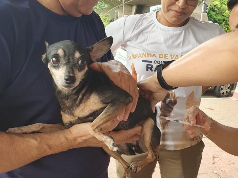 Mais de 65 mil cães e gatos foram vacinados contra a raiva nas zonas Norte e Leste