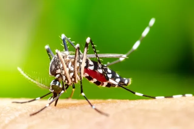 Brasil ultrapassa 5 milhões de casos prováveis de dengue