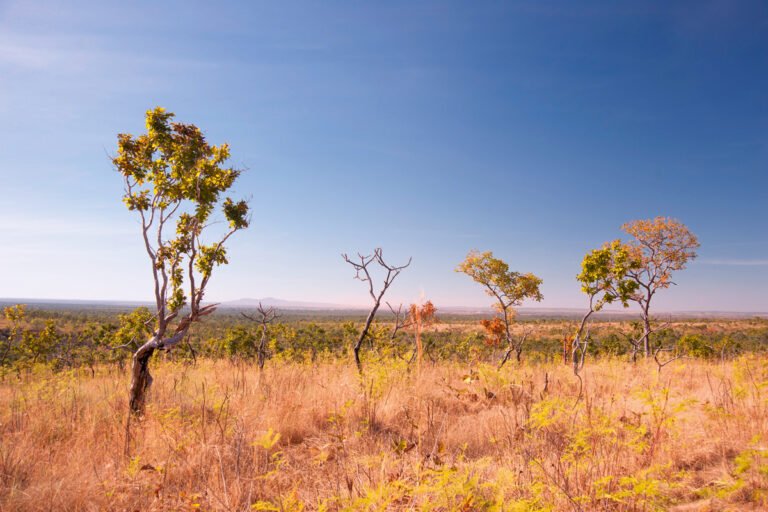 Inpe: alertas de desmatamento anual do Cerrado brasileiro aumentaram